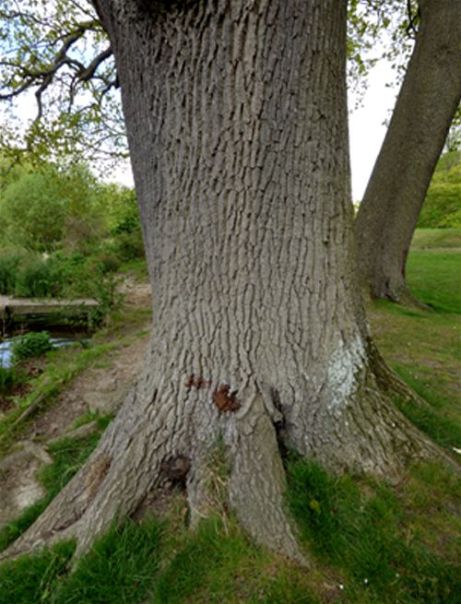 Remnants of old fruiting bodies between buttresses on a mature English oak in Mote Park, Maidstone